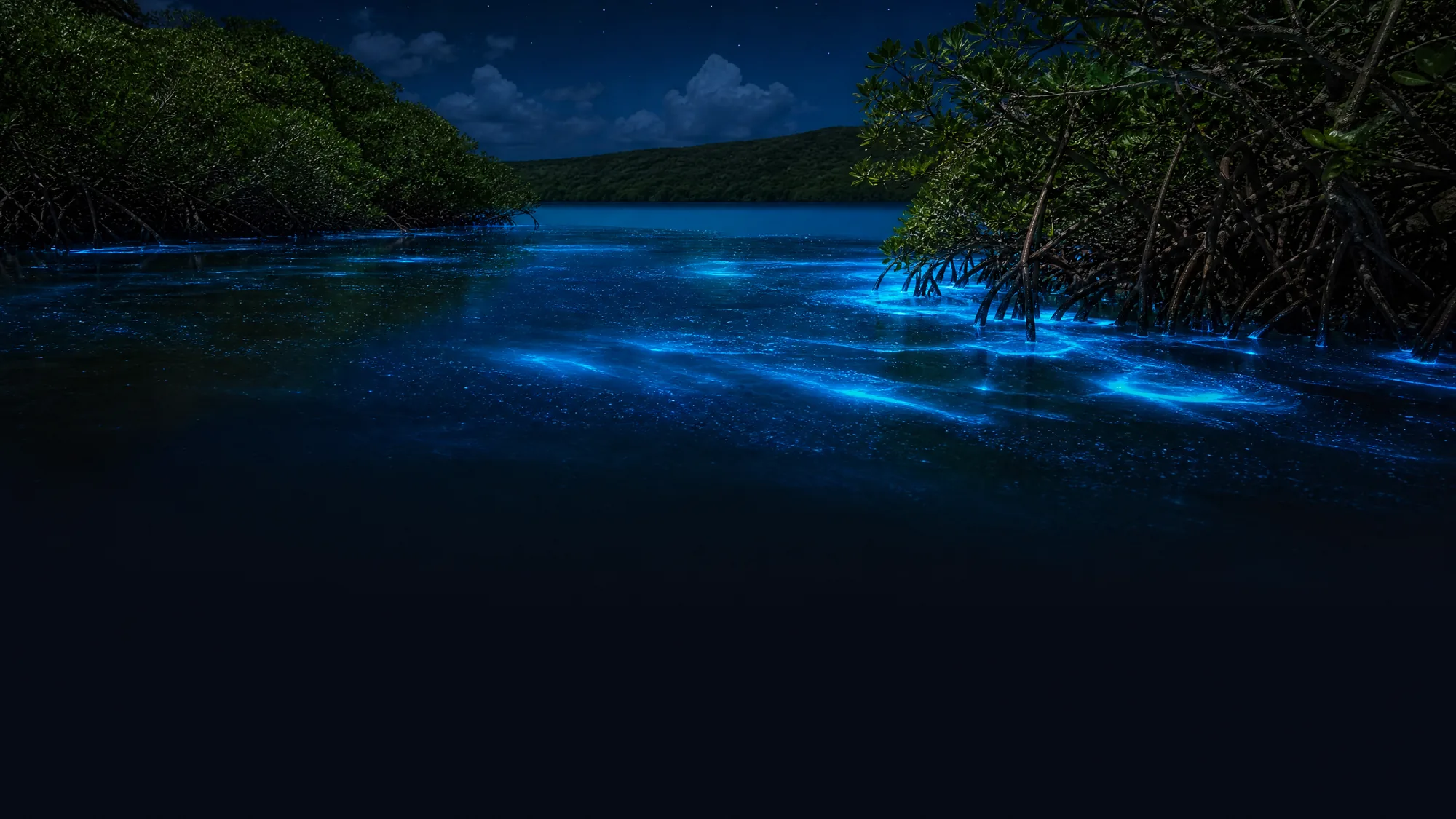 Rema por un canal oscuro de mangles rojos hasta una laguna que brilla. Los organismos microscópicos iluminan el agua cada vez que mueves el remo.
